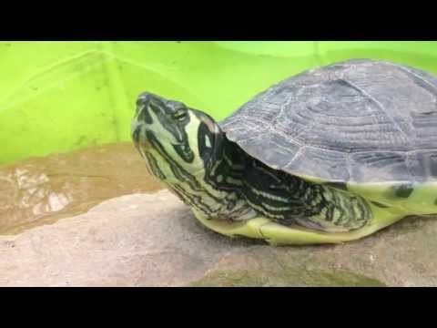 comment retrouver une tortue dans son jardin