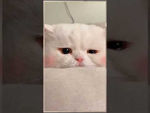 sedih deh #sad #cat #shorts