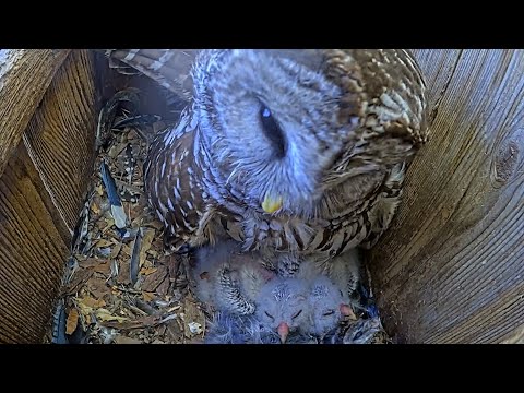 Sleepy Barred Owlets Have A Morning Siesta With Mom – April 18, 2025
