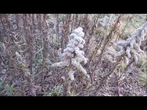 カナダのアキノキリンソウ 植物