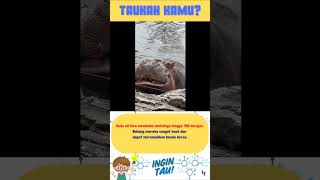 Download lagu Fakta Kudanil #kudanil #fauna #faktaunik #faktamenarik #edukasi #tahukahkamu #ingintau #fyp #wow mp3