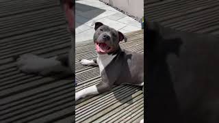 cute pitbull transformation 🔥🔥🔥🔥🔥🔥🔥🔥