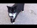 Tuxedo Cat Is Beautiful And Old Cat Meowing