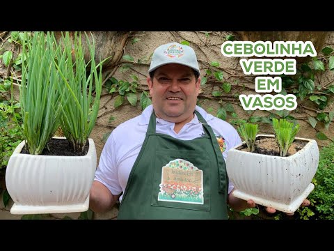 , title : 'Como plantar cebolinha verde em vasos - dicas do jardineiro amador'