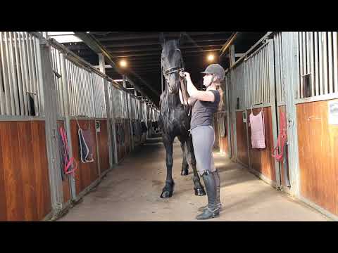 Stal Okkema's Fester - Omer x Jelke - gelding - 1.74m