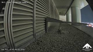 Alberta · Sherwood Park · Bell Tower Peregrine live stream