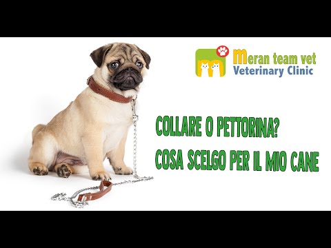13 - COLLARE O PETTORINA? COSA SCELGO PER IL MIO CANE