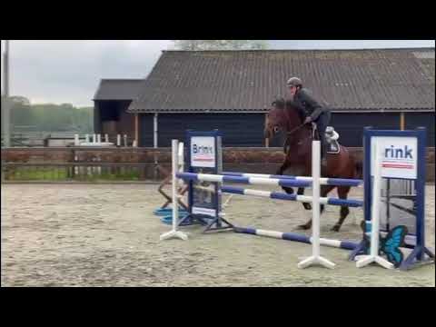 250419a  CONCHACCO PS - 2020 stallion by Conthargos x Chacco Blue