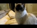 Sophie the Balinese cat