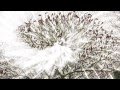 Tochter Zion / Weihnachtsmusik ...