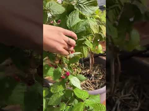 ラズベリーの茂みをトレリスする方法は？ベリーの成長にはサポートが不可欠ですか?ビデオ  庭園