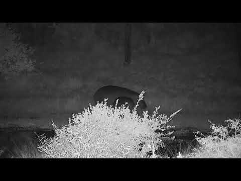 Djuma: Three Hippos return to dam-calf does a running splash - 21:09 - 04/22/21