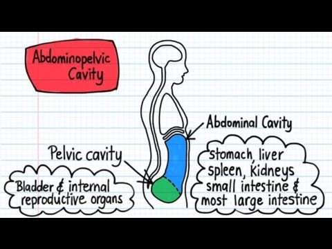 Body Cavities - Drawn & Defined