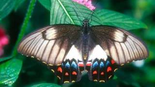 Roberto Carlos - Por ella