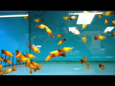 Watch Video on YouTube