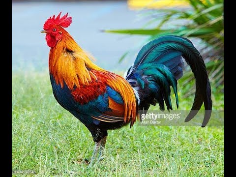 Rooster Alarm - Ringtone [With Free Download Link]