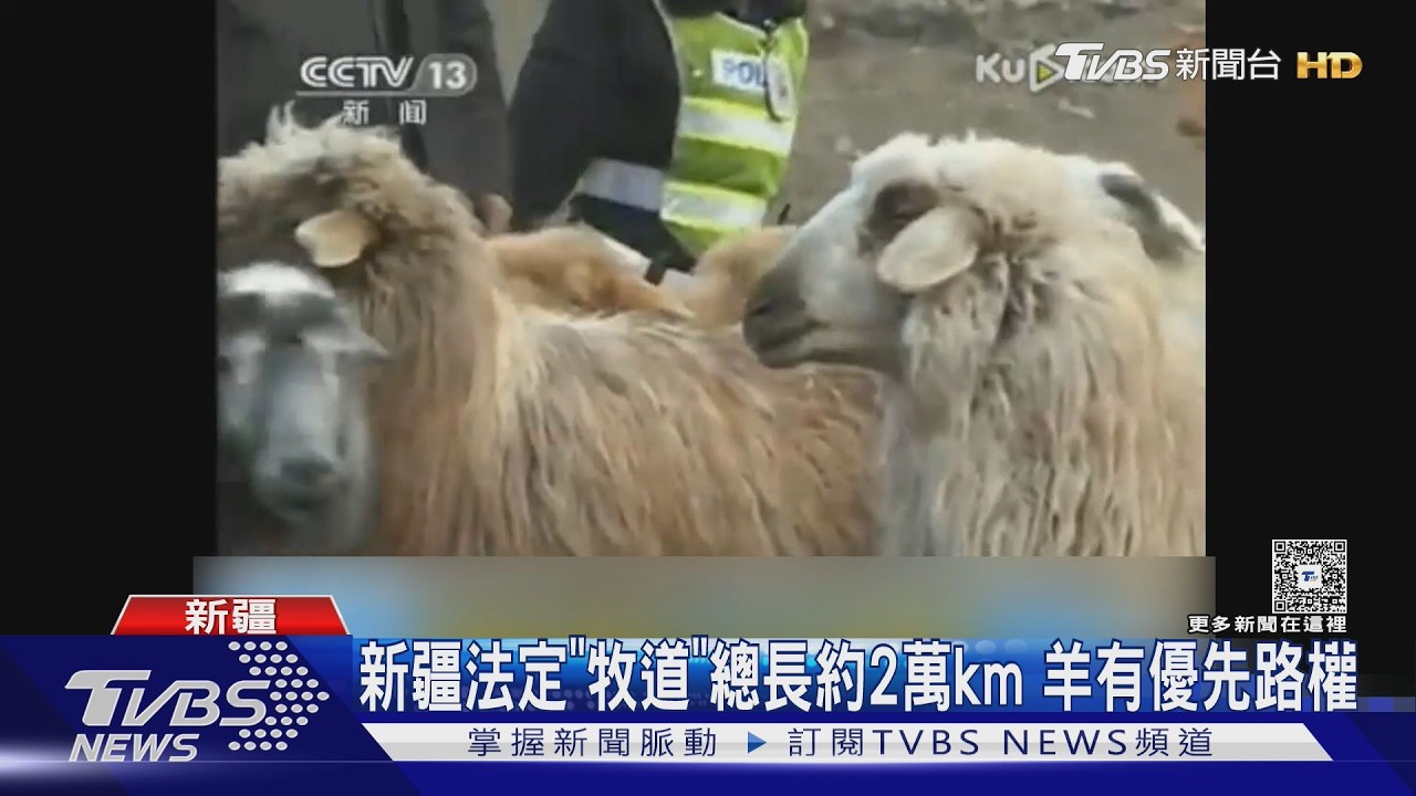 新疆隧道無路燈釀禍！女駕駛撞死29羊　法院：羊有優先路權