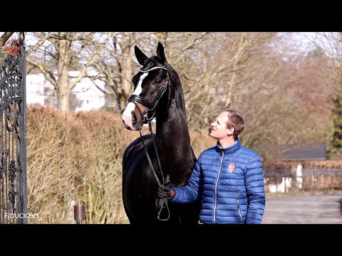 Fiducioso (Foundation x Dancier) - Hengstkollektion 2021 *Deutsche Version*