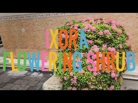 Ixora plant - flowering shrub/ how to grow and care ixora?@Greenleafytales