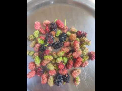 mulberry fruits it is so sweet