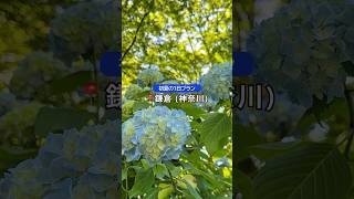 【初夏日帰りプラン】📍鎌倉(神奈川)|紫陽花と鎌倉アルプス
