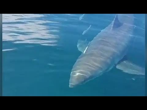 Watch This Huge Great White Shark Circles Small Fishing Boat In Florida