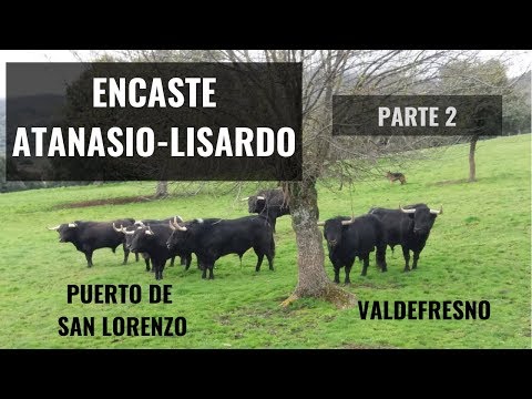 Encastes taurinos: Características del Encaste Atanasio-Lisardo 2/2