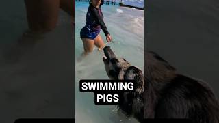 Swimming with Pigs in Nassau 🐷 #cruiselife #daytrip  #nassau #swimmingpigs #oinkoink