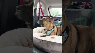 Video preview image #1 Staffordshire Bull Terrier-Unknown Mix Puppy For Sale in Shermans Dale, PA, USA