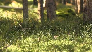 Instrumental Music – tender, light, relaxing N°099