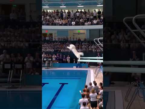 Cats' Olympic Diving Competition from the Trampoline #Cats #CatDiving #TrampolineJump #Fun #Shorts