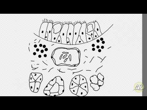 Histology Drawing: Respiratory System: Trachea