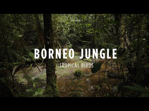 Borneo Jungle Birds - Heart of Borneo Sounds - 4K Sarawak Rainforest