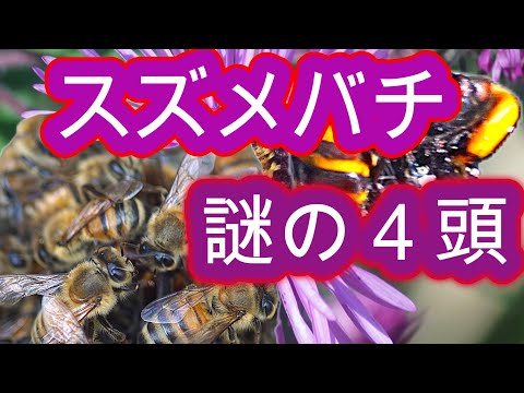 経済学科 晴蜂雨読 ㊳／巣門前に横たわる謎の4頭のオオスズメバチについて (2024年9月、その3)／山崎亮一／日英字幕付き／Mystery of four hornets ／English subtitled