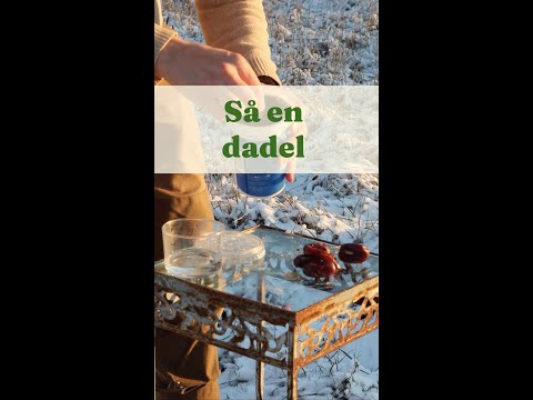 Så en dadel få en palm- Trädgårdshacks med GardenR