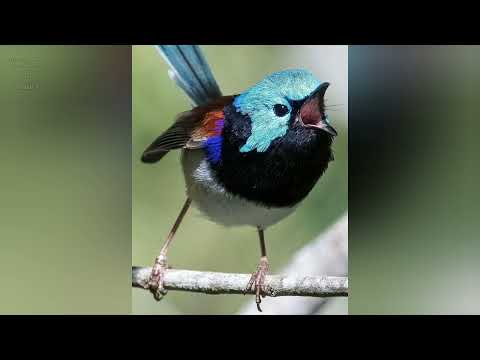 Zamatovec modrochrbtý (Malurus lamberti) — tokanie a správanie