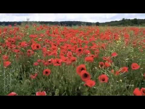 Chasch mers gloube - Hanery Amman