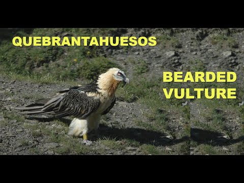 QUEBRANTAHUESOS  |  BEARDED VULTURE  |  Gypaetus barbat