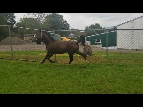 Arabian Horse, Son of Azraff, Grandson to Enzo, Saved.