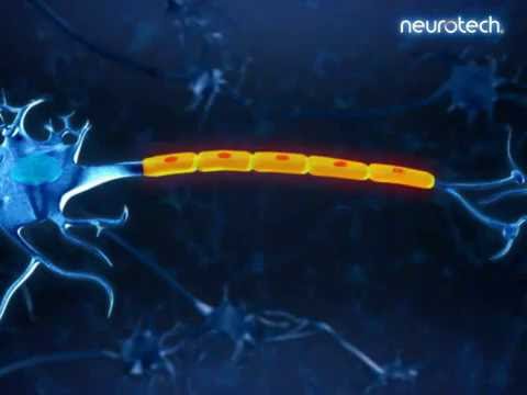 Grundlagen 3: Schwannsche Zelle (neurotech)