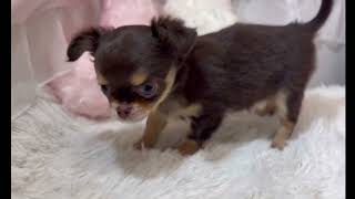 チワワ(ロング)の動画01