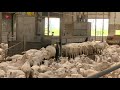 Onverkoopbaar bokkenvlees vindt toch bestemming