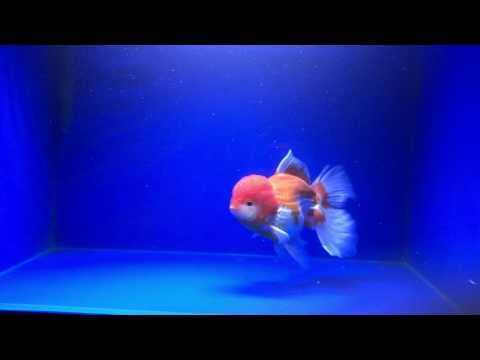 Thai Red White Oranda Live Fancy Goldfish Show Grade Size 6.5'' 00190
