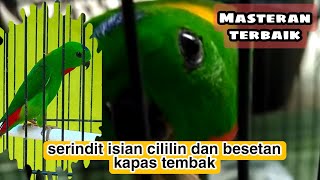 Download lagu Masteran serindit gacor isian cililin dan besetan mp3