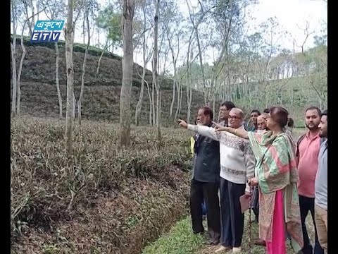 শ্রীমঙ্গলের চা বাগানের সেই বধ্যভুমির গল্প