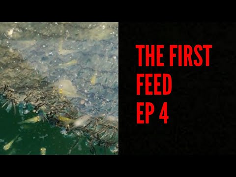 Koi Breeding 19 EP 4 - The First Feed