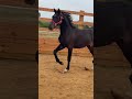 Hongre 2 ans dressage 