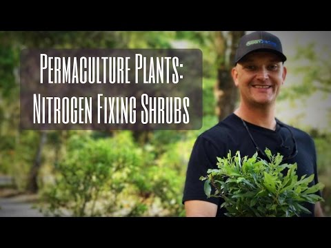 Permaculture Plants: NITROGEN FIXING SHRUBS in the Food Forest