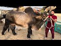 World Biggest Eid Al Adha Chand Bull Syed Fahad