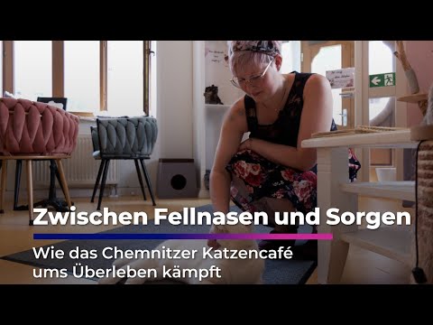 How the cat café "Ciao Mau" in Chemnitz is fighting for survival